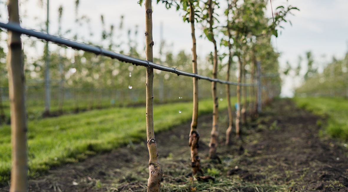 Tropfbewässerungssystem von Pipelife eingesetzt bei Bäumen auf einem Feld (Foto)
