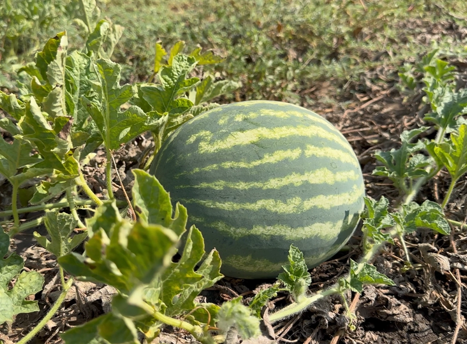 Watermelon lying in the field of a plantation in Romania (photo)
