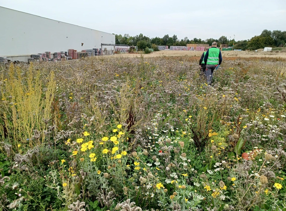 The wienerberger Biodiversity Ambassadors walking across a field at the production sites. (photo)