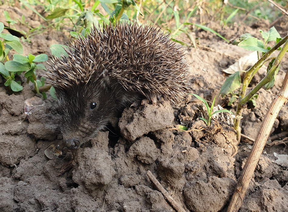Small hedgehog on the ground (photo)